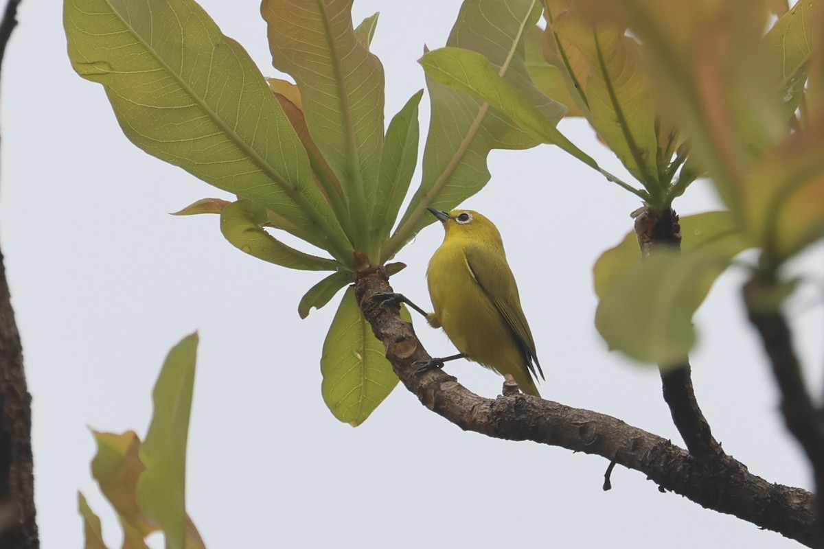 Northern Yellow White-eye (senegalensis/demeryi) - ML554545591