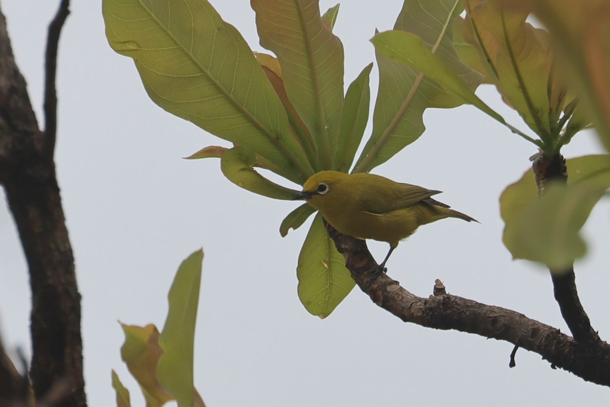 キイロメジロ（senegalensis／demeryi） - ML554545601