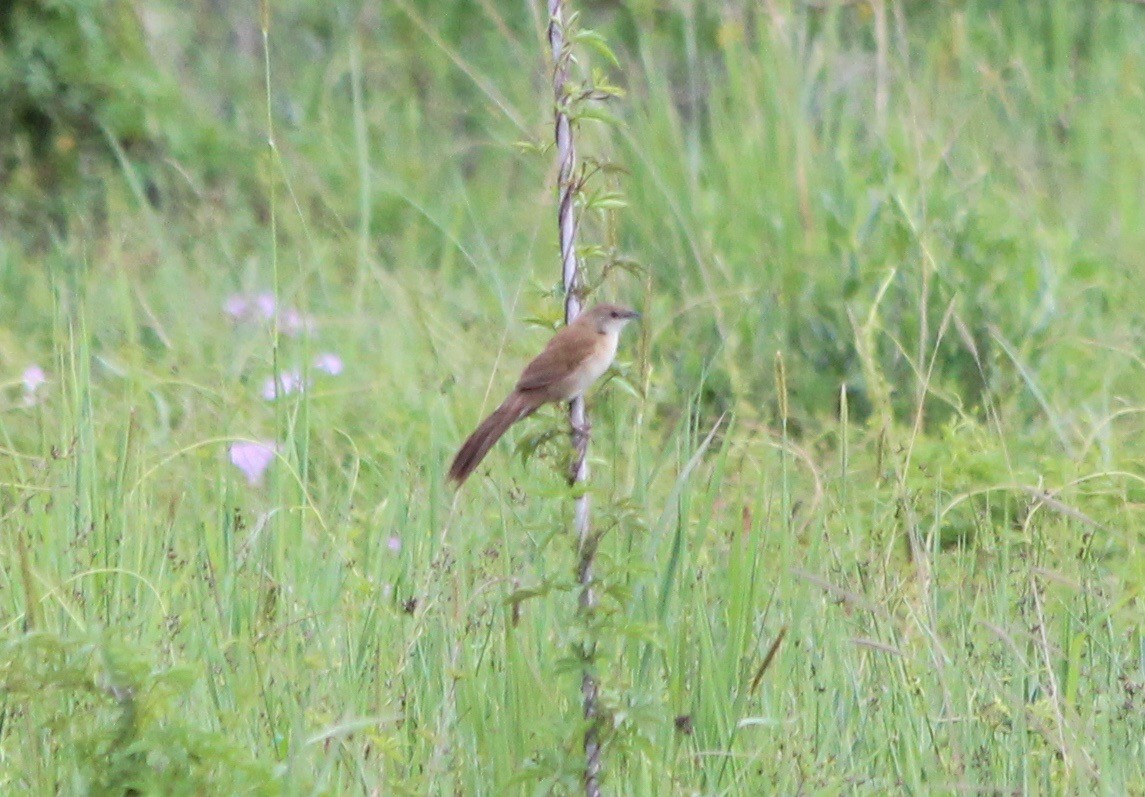 Fan-tailed Grassbird - ML55454581