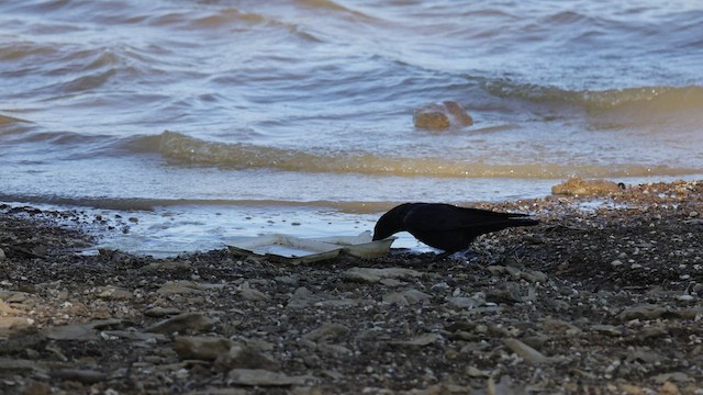 Cuervo Pescador - ML554546051