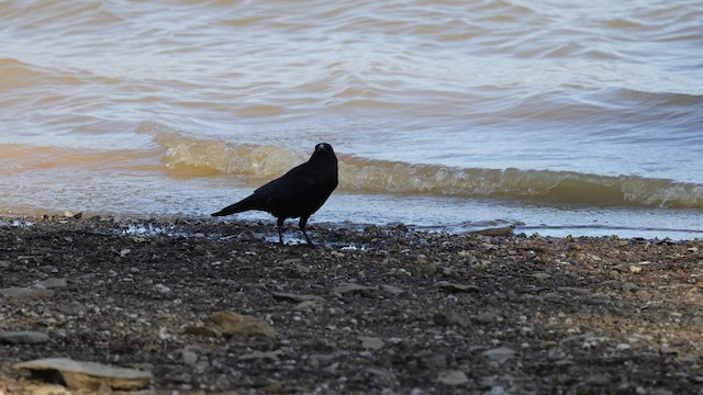 Fish Crow - ML554546081