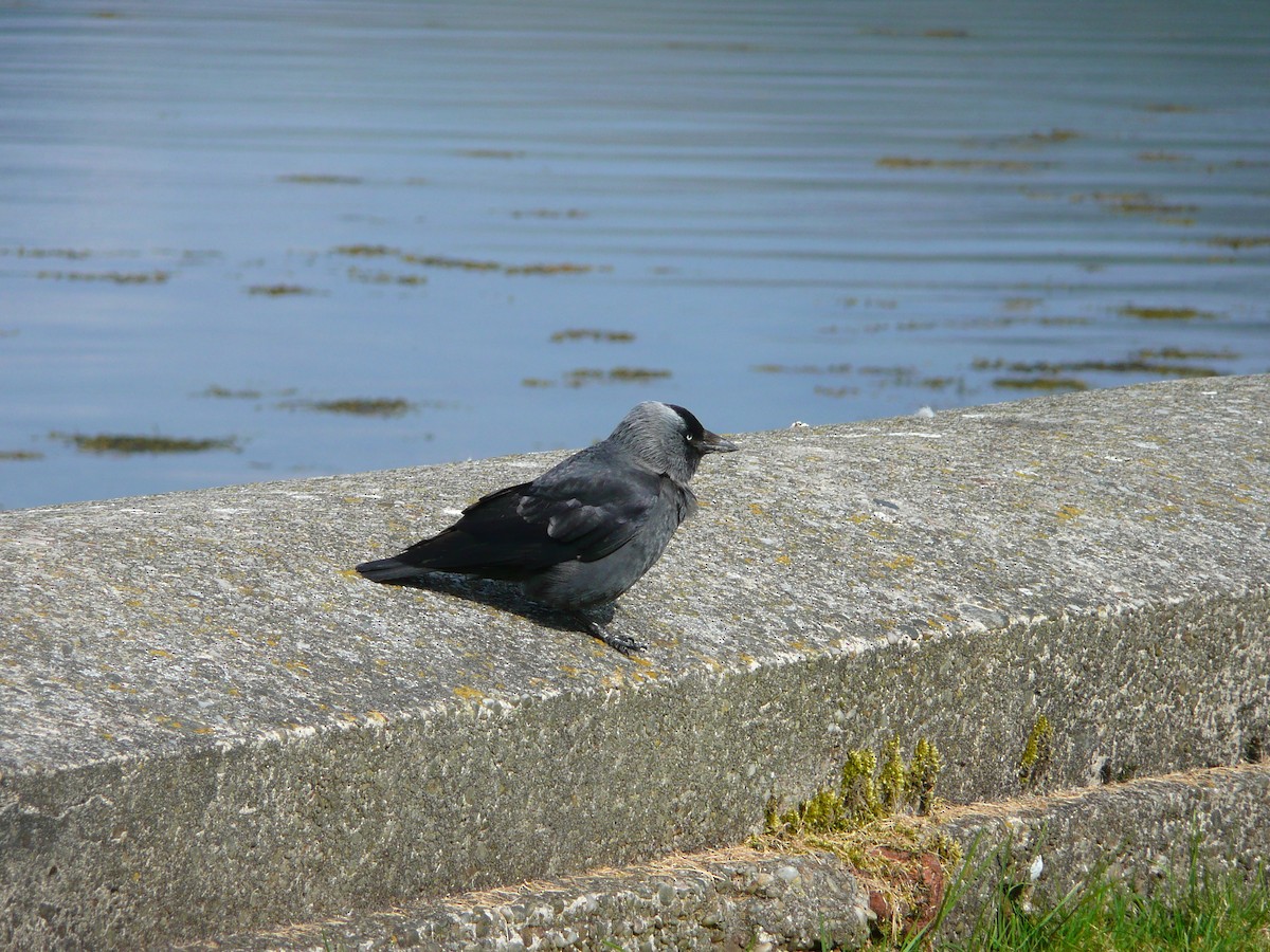 Eurasian Jackdaw - ML55454621