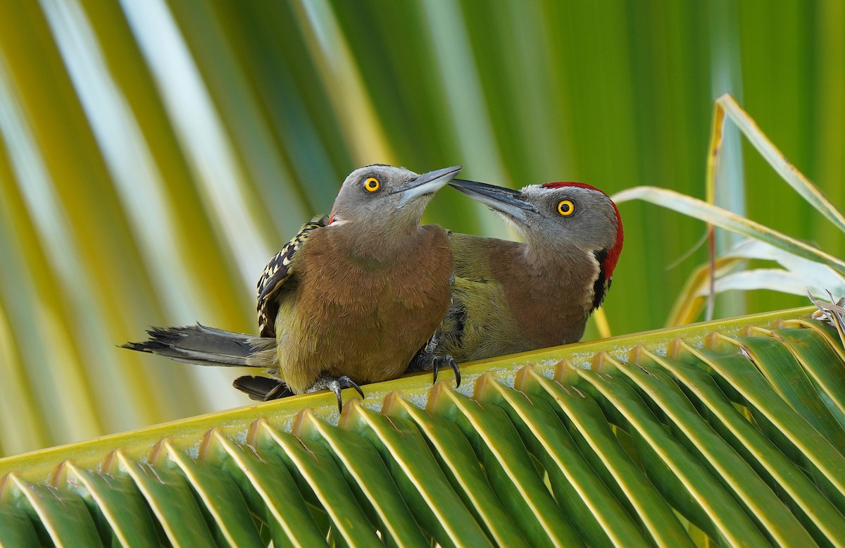 Hispaniolan Woodpecker - ML554546581