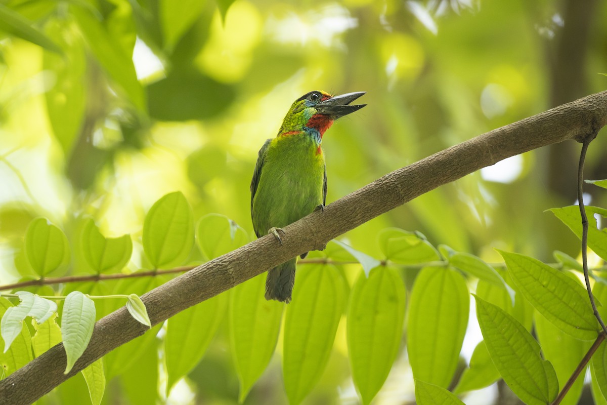 Red-throated Barbet - ML554547571