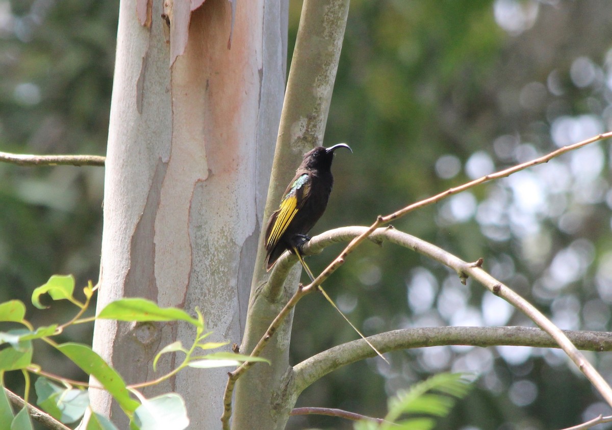 Golden-winged Sunbird - ML55454761