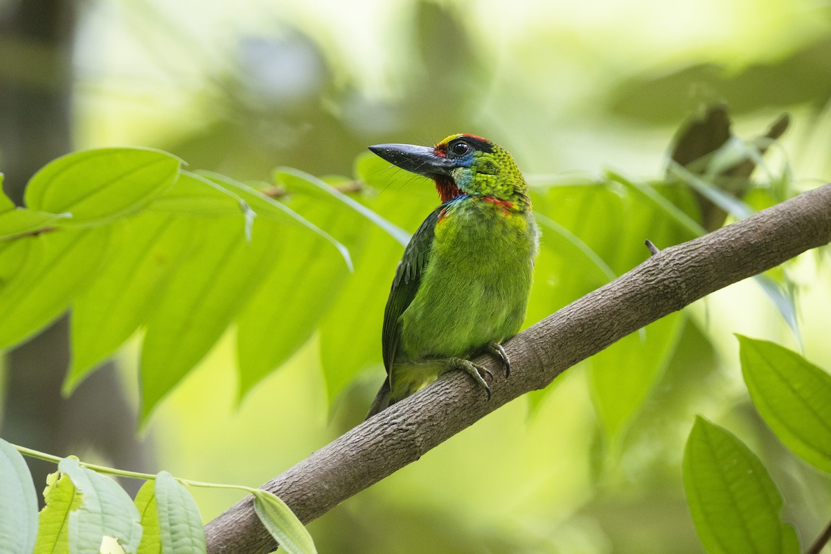 Red-throated Barbet - ML554547611