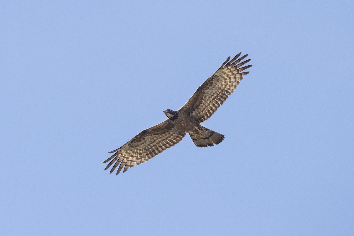 Oriental Honey-buzzard - ML554547691