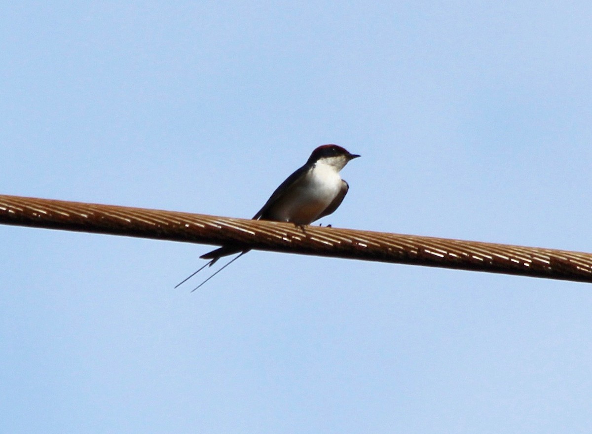 Wire-tailed Swallow - ML55454771
