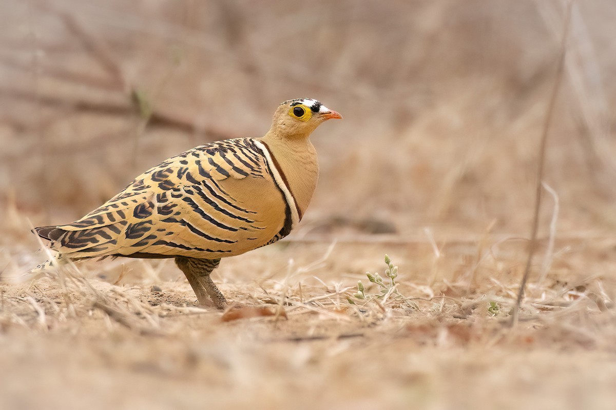 Four-banded Sandgrouse - Chris Venetz | Ornis Birding Expeditions