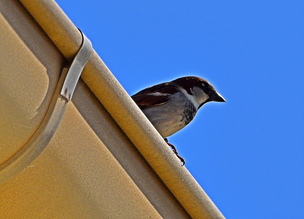 House Sparrow - ML554549011