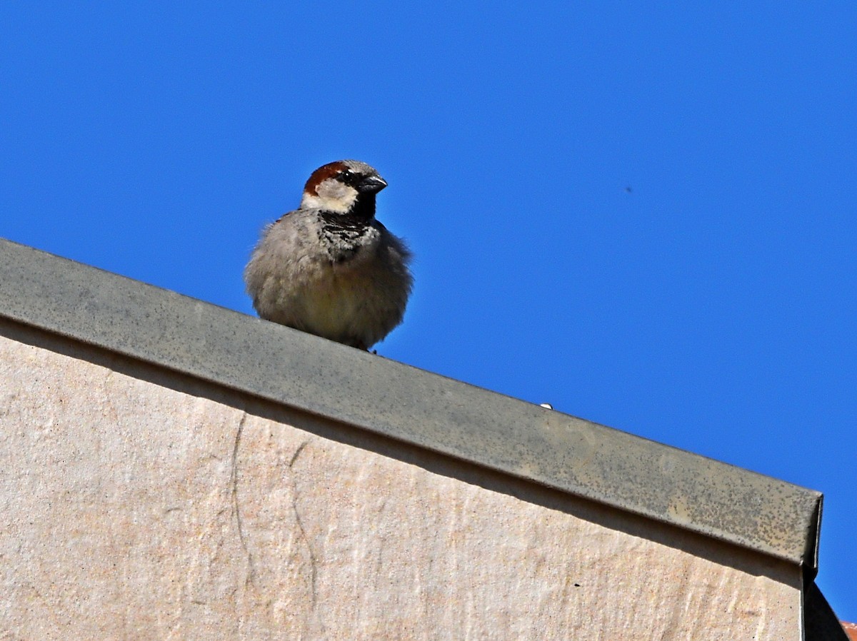 House Sparrow - ML554549021