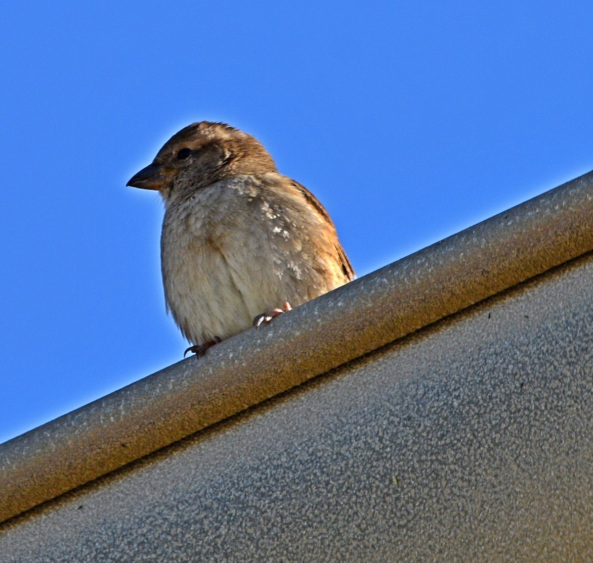 House Sparrow - ML554549031