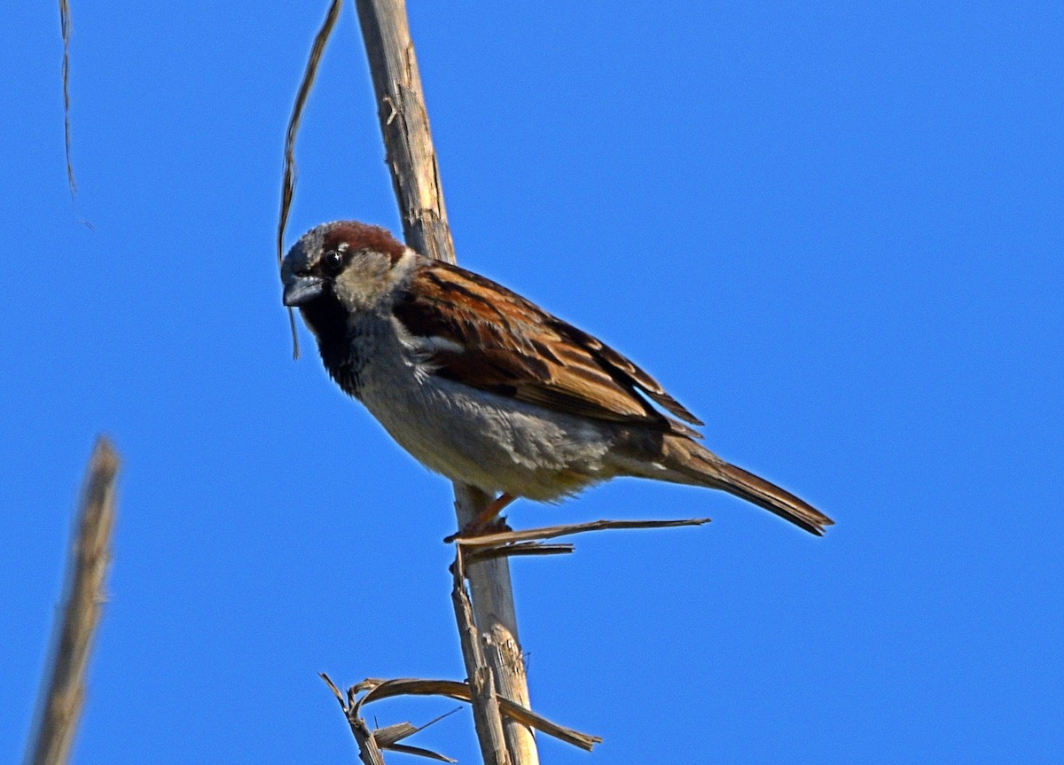 House Sparrow - ML554549061