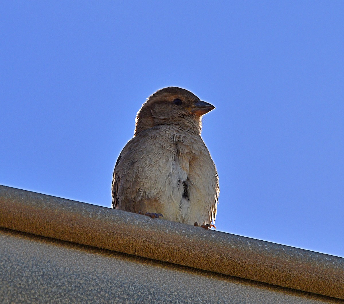 House Sparrow - ML554549081