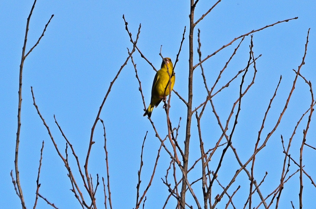 European Greenfinch - ML554549341