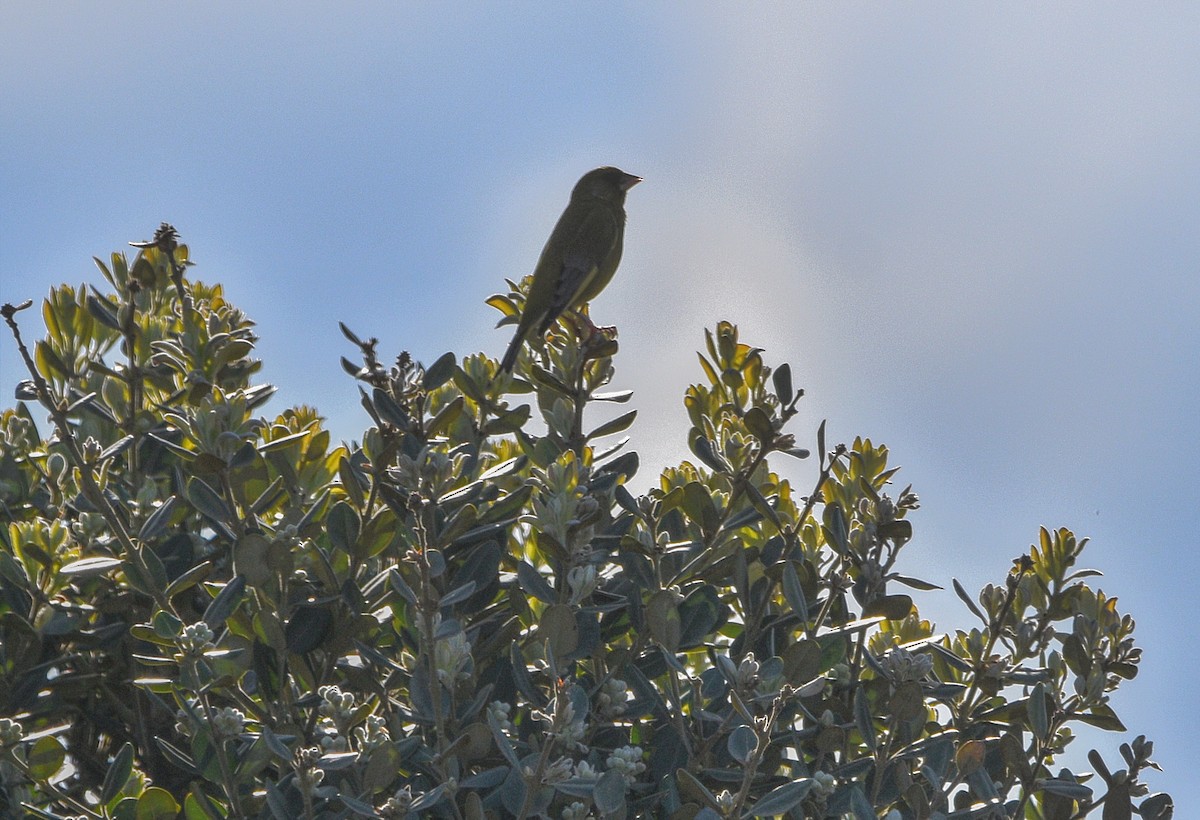 European Greenfinch - ML554549361