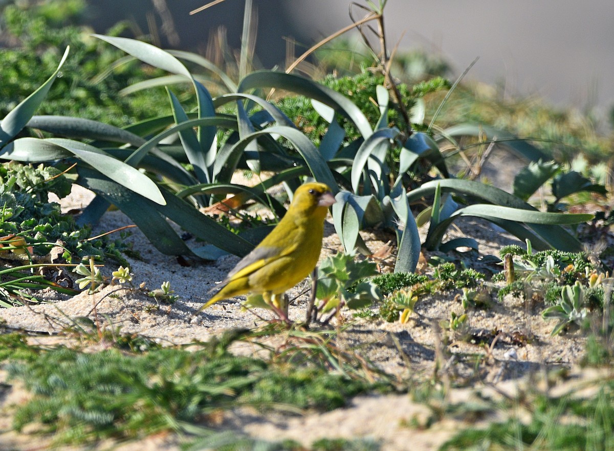 European Greenfinch - ML554549371