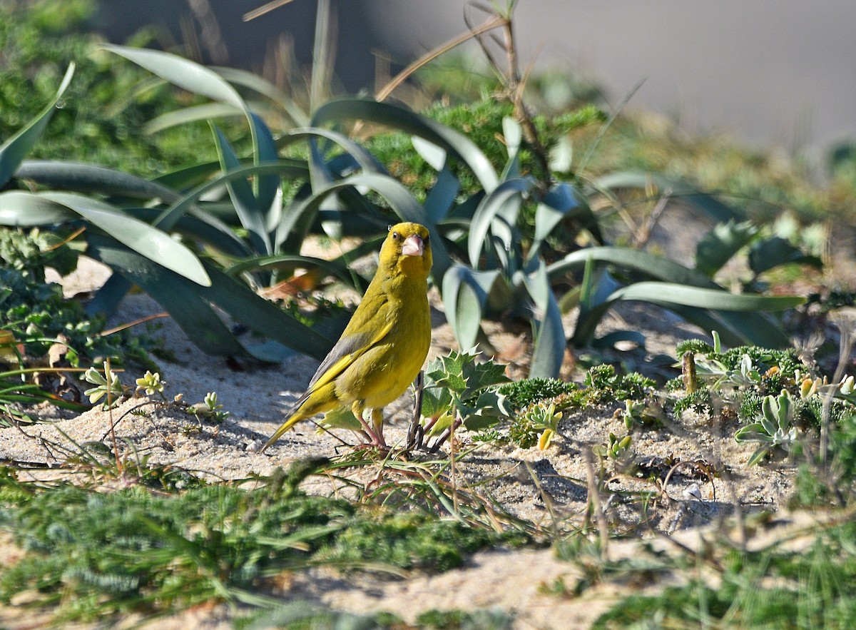 European Greenfinch - Joao Freitas