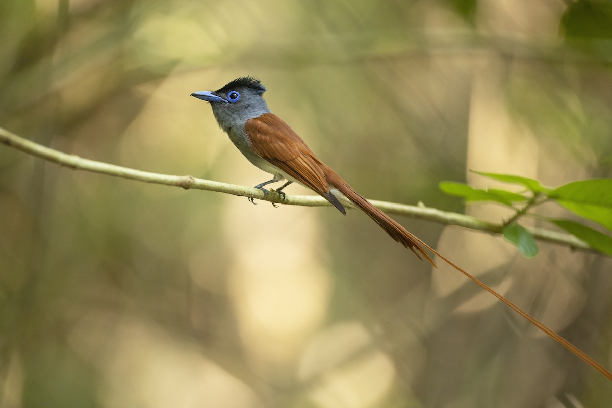 Blyth's Paradise-Flycatcher - Jan-Peter  Kelder