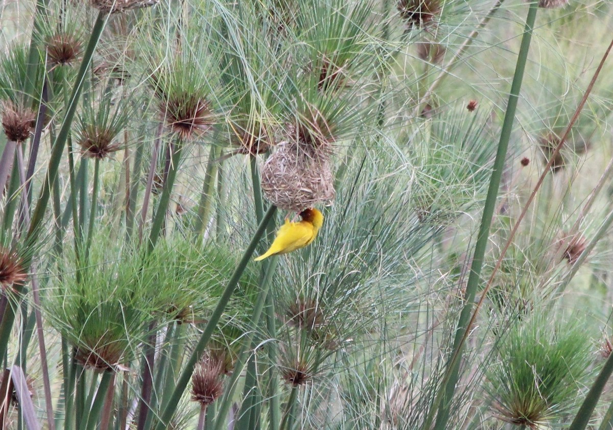 African Golden-Weaver - ML55454961