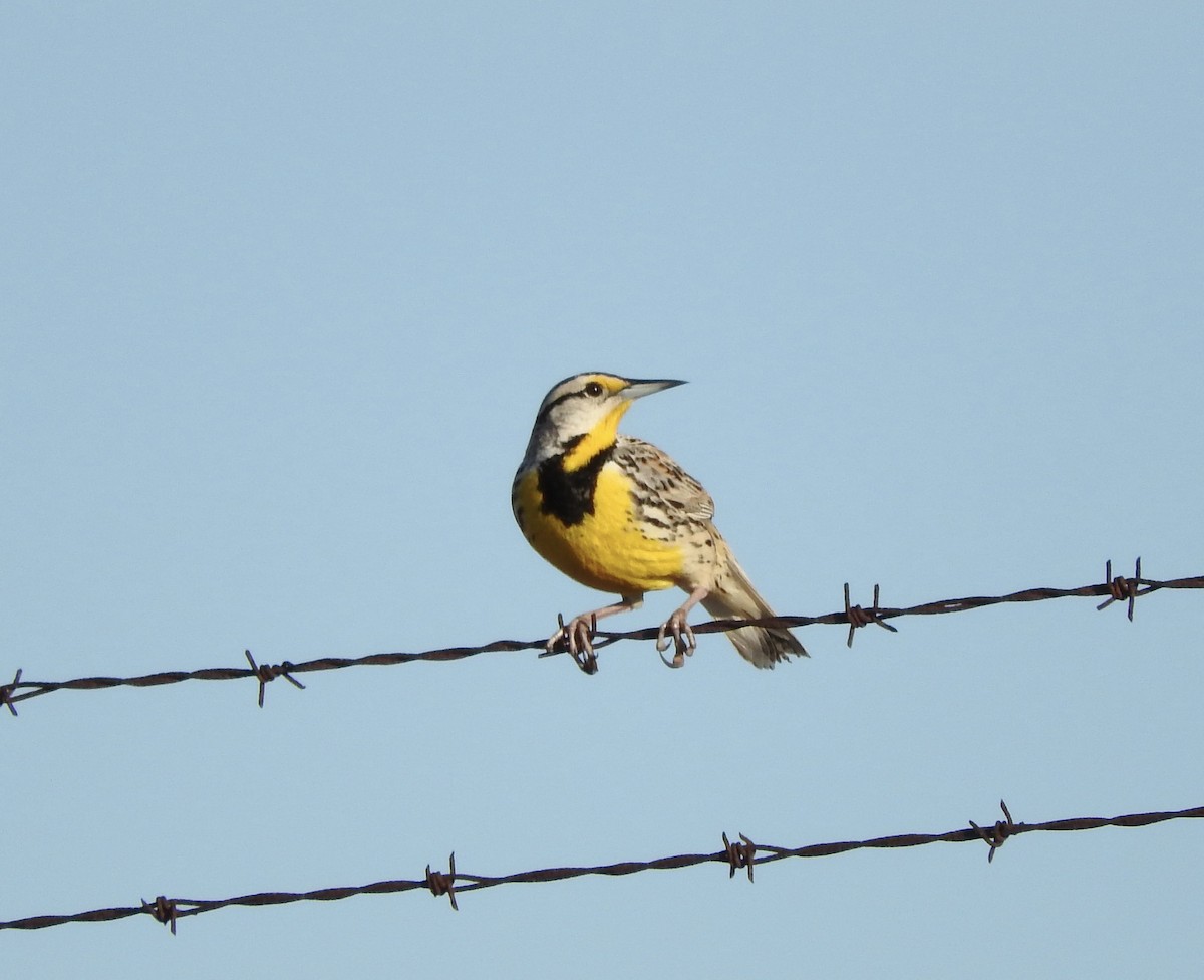 Eastern Meadowlark - ML554549661