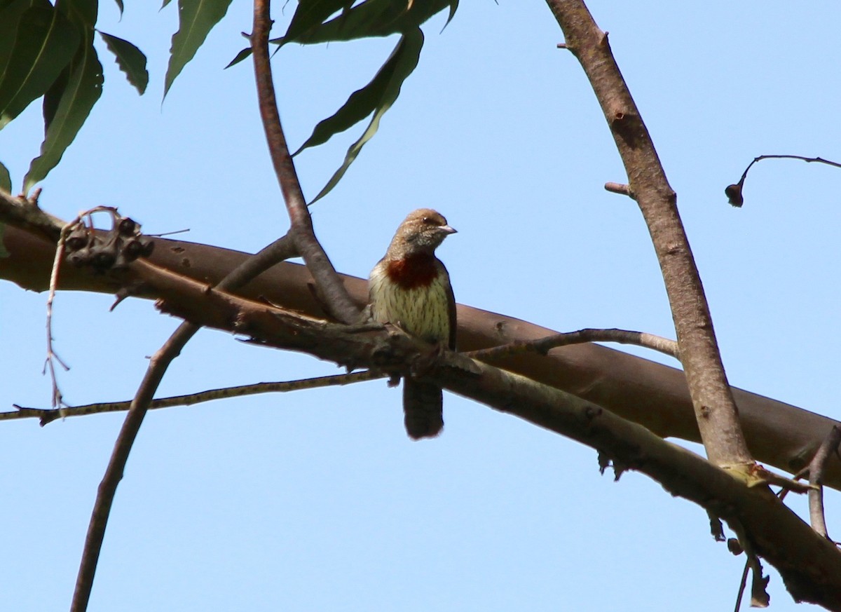 Rufous-necked Wryneck - ML55455011