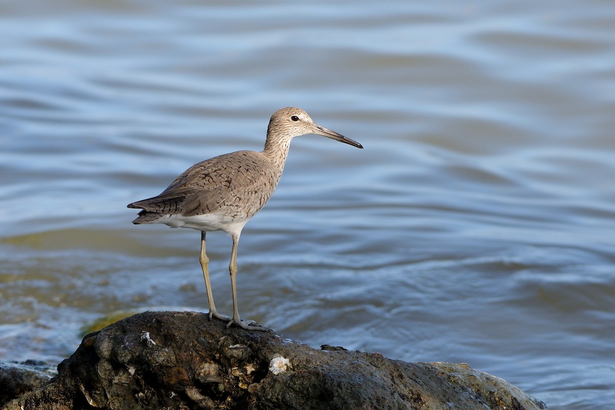 Willet - ML554550431