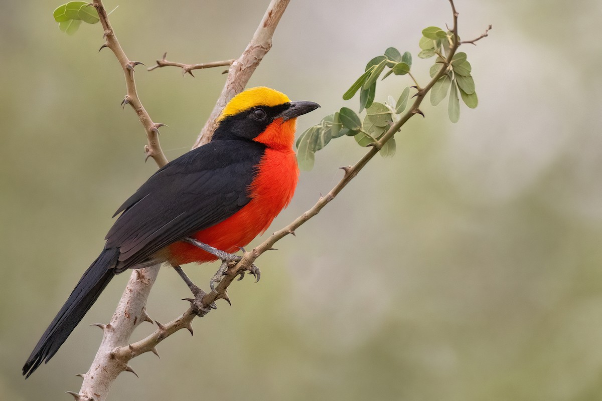 Yellow-crowned Gonolek - ML554550641