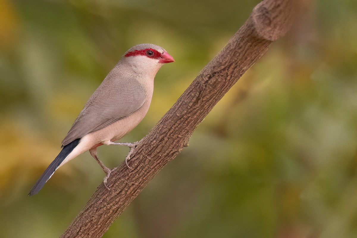 Black-rumped Waxbill - ML554550841