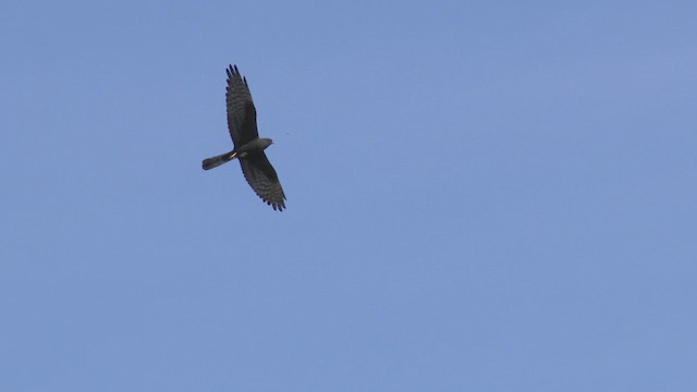 Montagu's Harrier - ML554551051