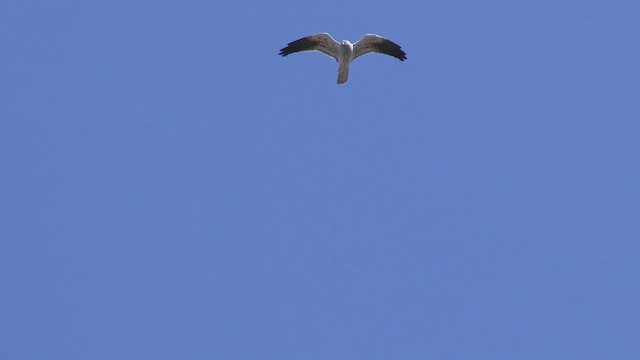 Montagu's Harrier - ML554551061