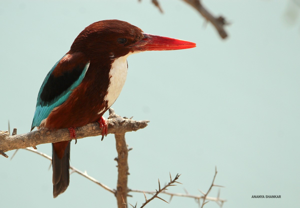 White-throated Kingfisher - Ananya Shankar