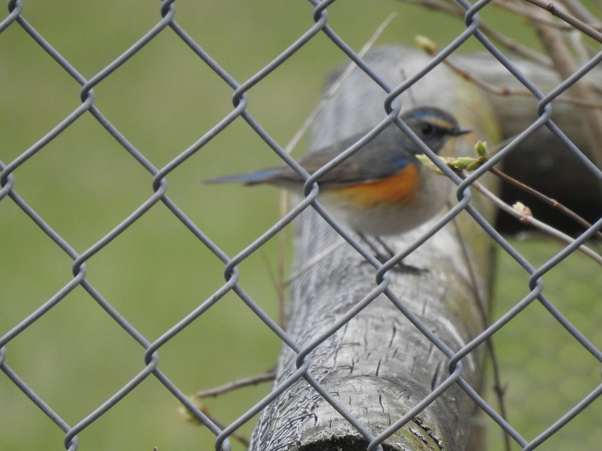 Red-flanked Bluetail - ML554551841
