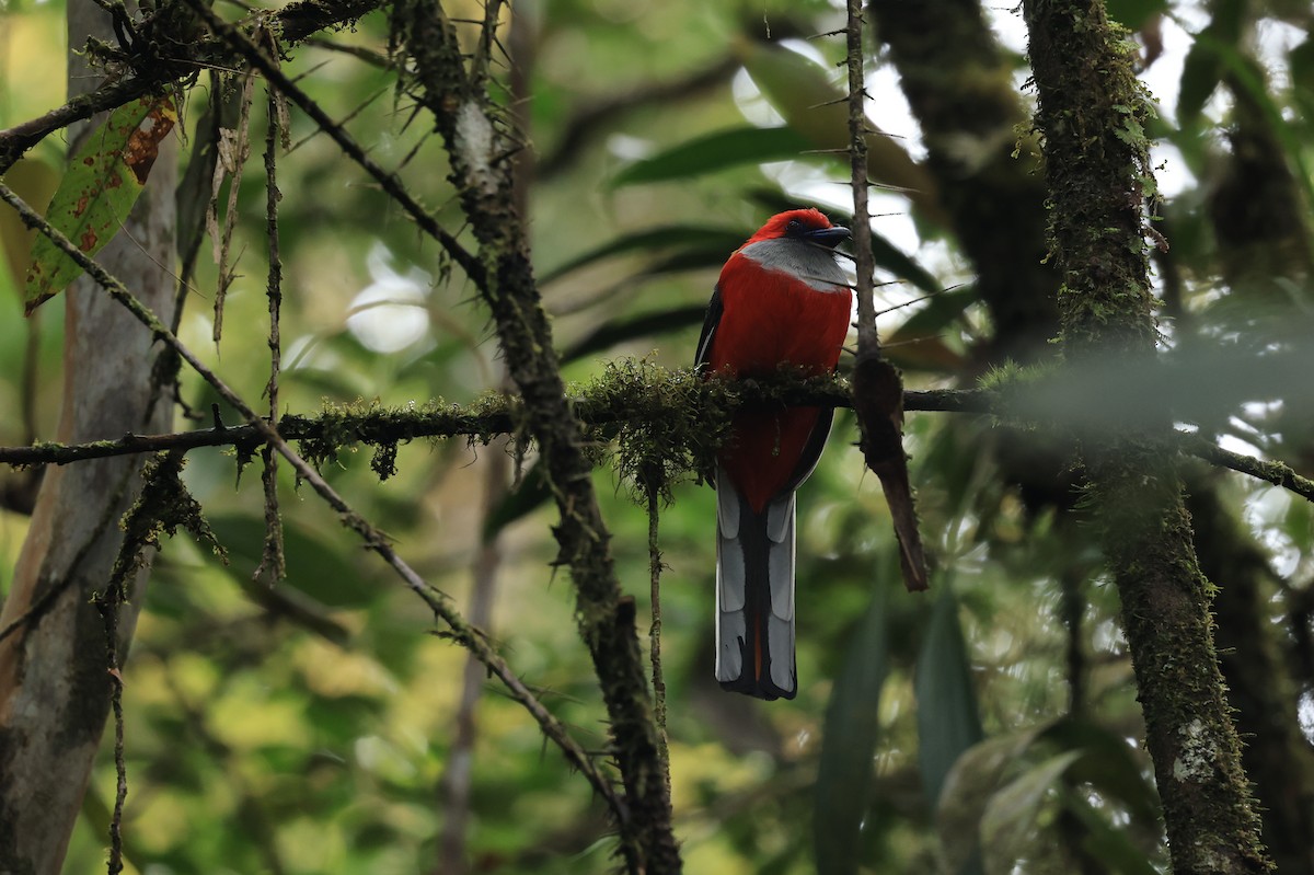 Whitehead's Trogon - ML554552001