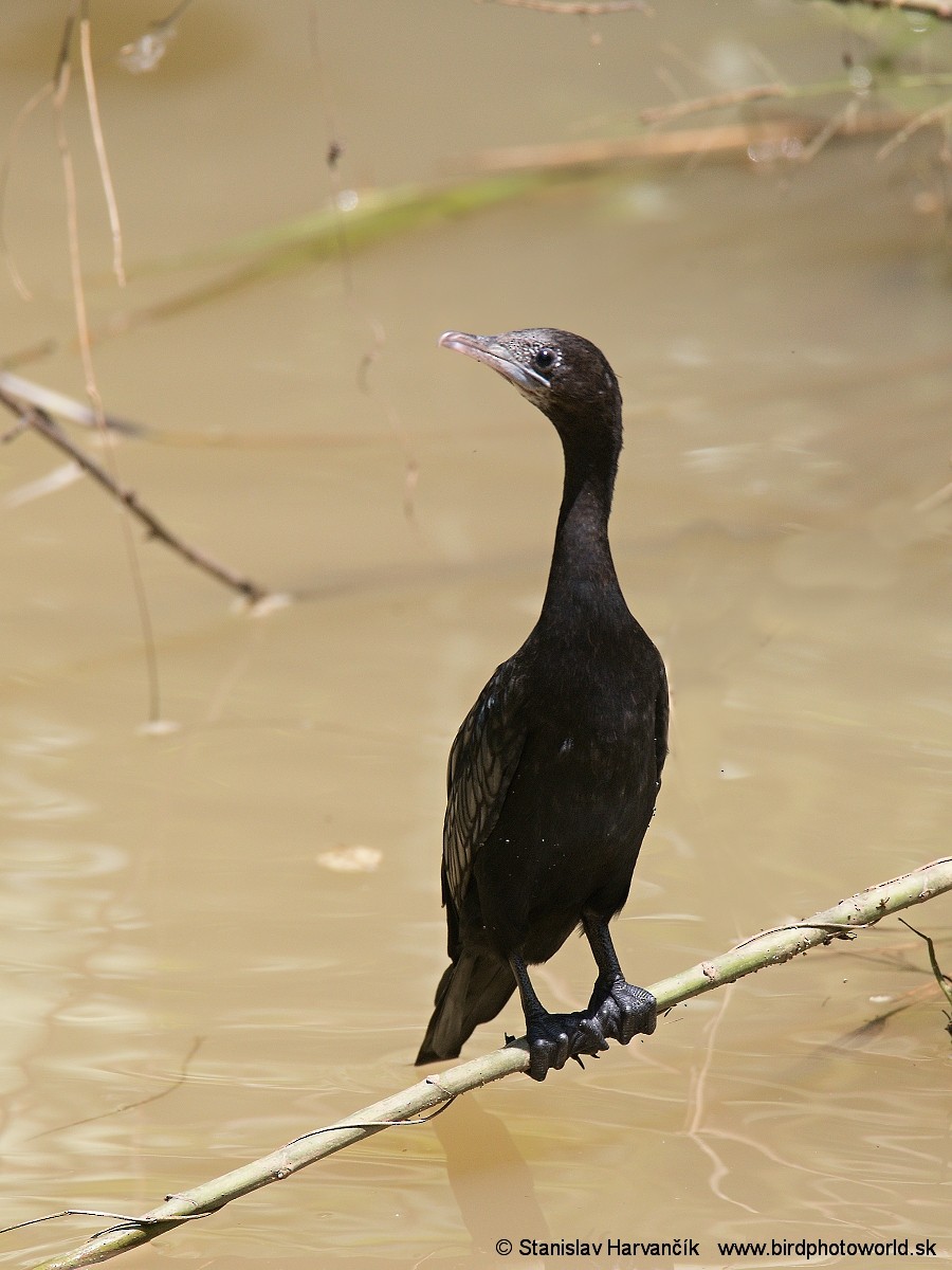 Little Cormorant - Stanislav Harvančík