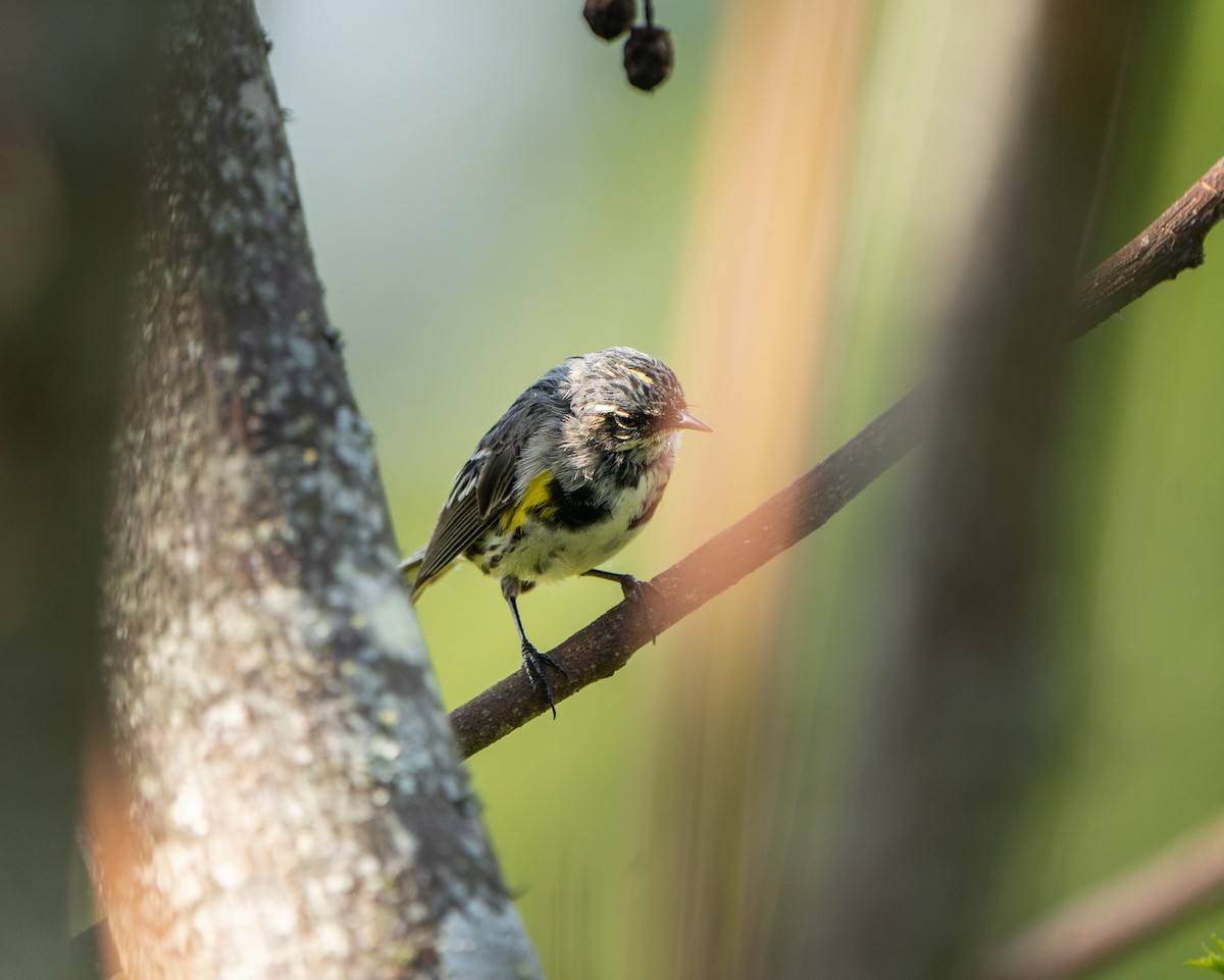 myrteparula - ML554553321