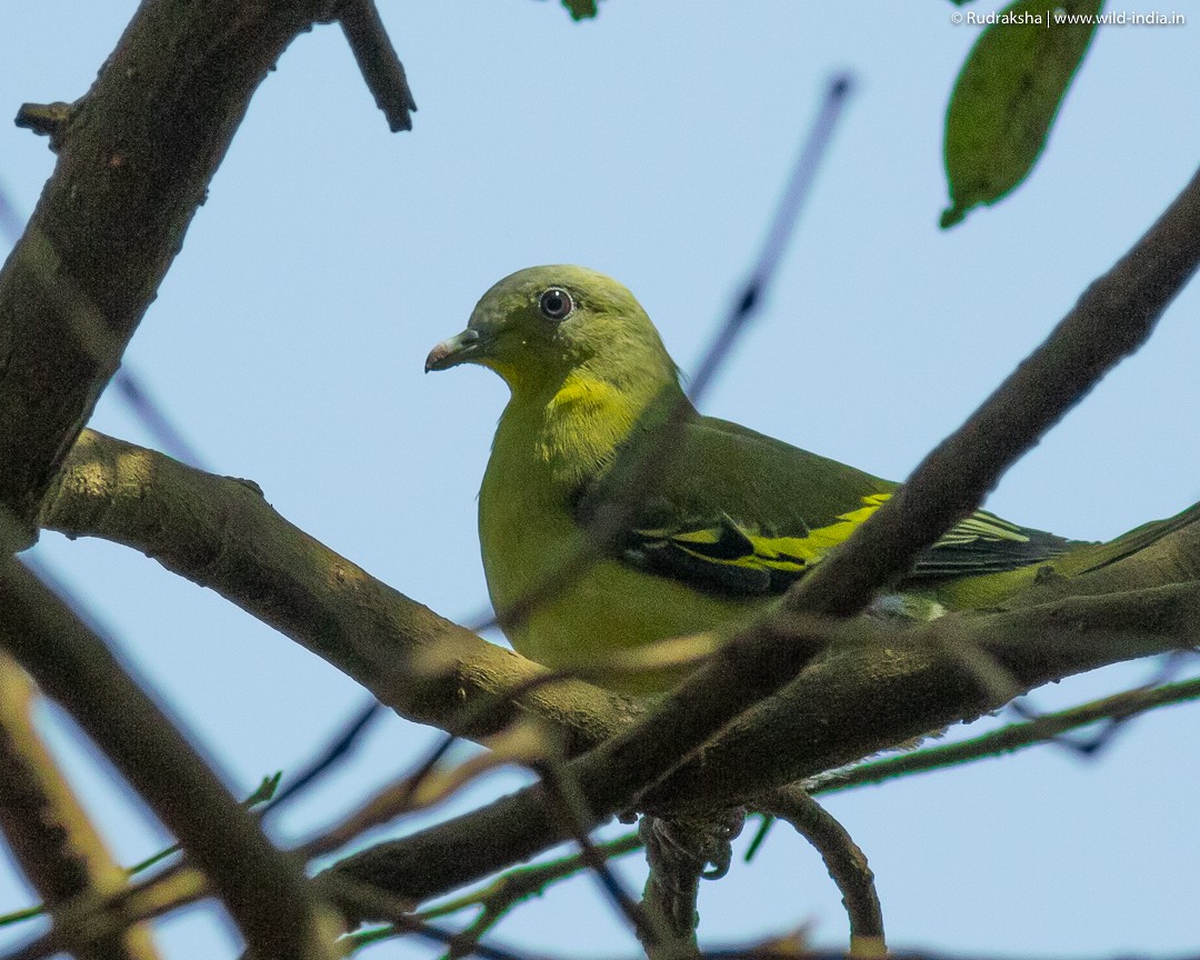 Gray-fronted Green-Pigeon - ML55455361