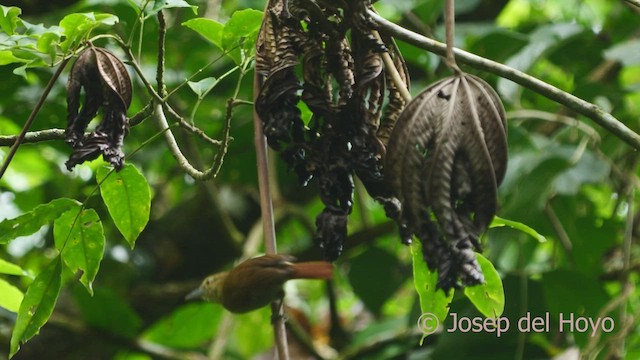 Russet Antshrike - ML554554031