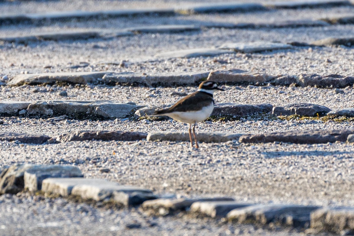 Killdeer - Patrick Zettel