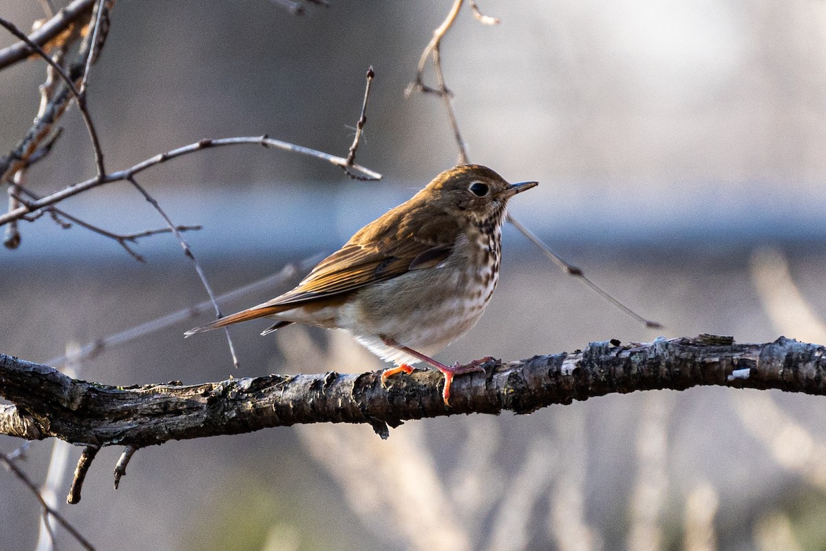 Hermit Thrush - ML554554211