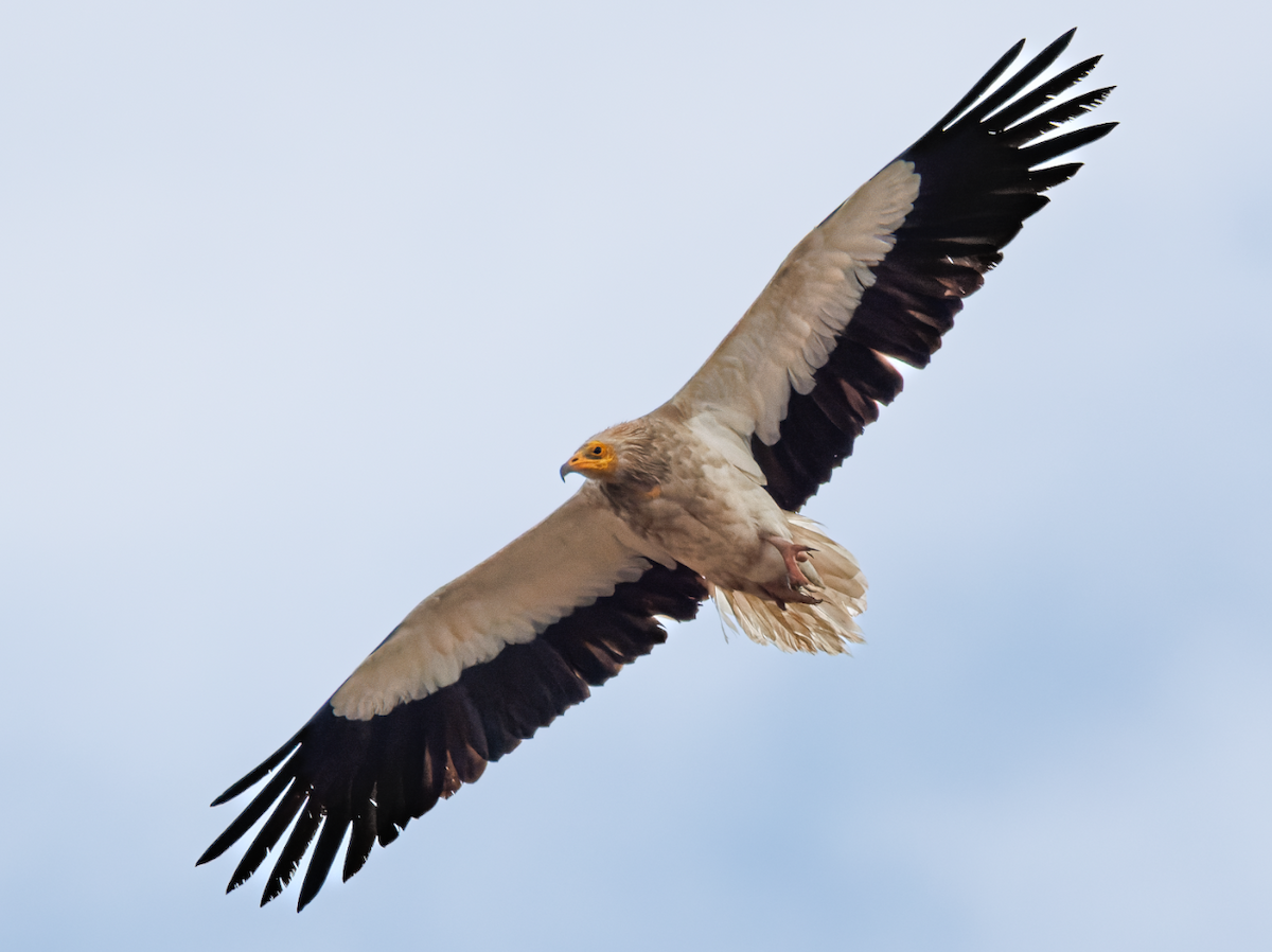 Egyptian Vulture - Baran Kahyaoglu