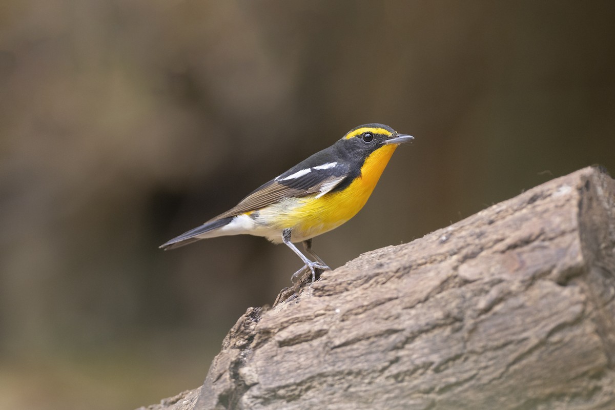 Narcissus Flycatcher - ML554555231