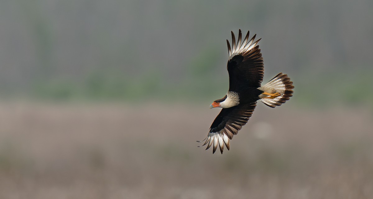 Crested Caracara - ML554555241