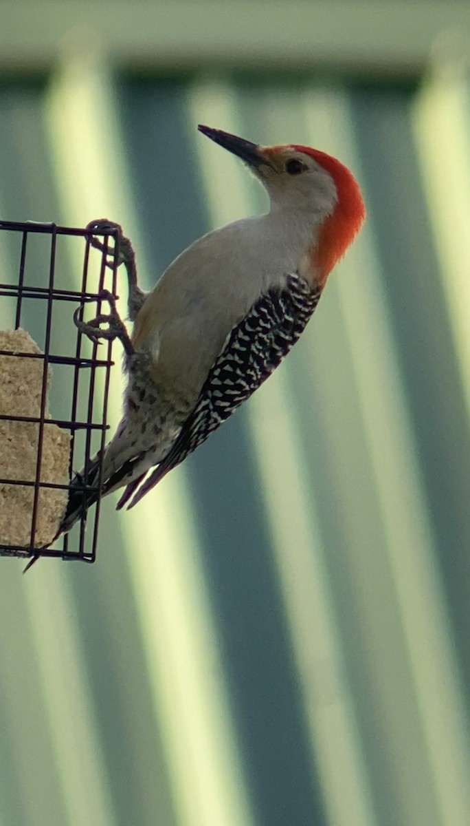 Red-bellied Woodpecker - ML554555481