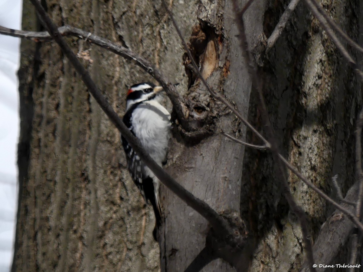 Hairy Woodpecker - ML554555591