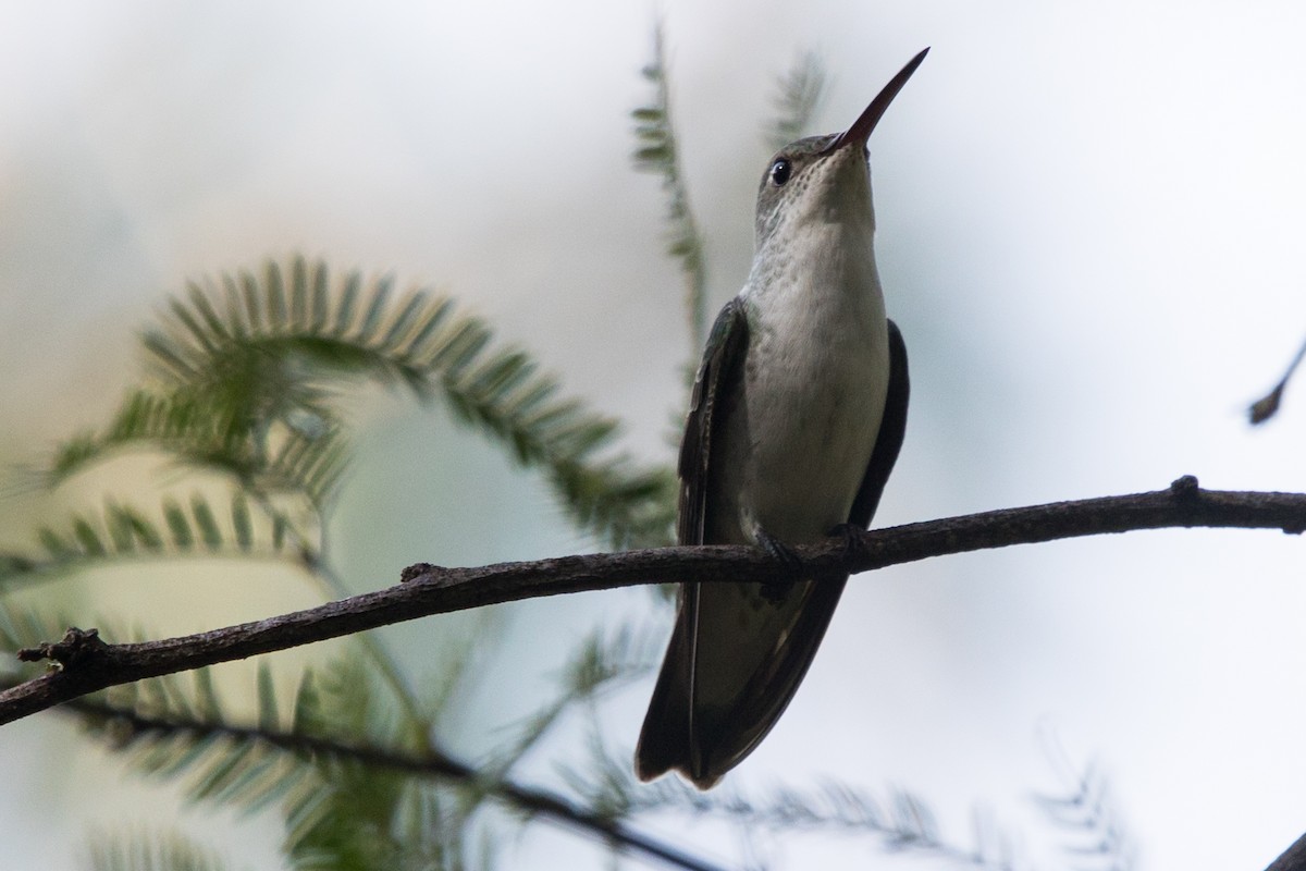 White-bellied Hummingbird - Roland Pfeiffer