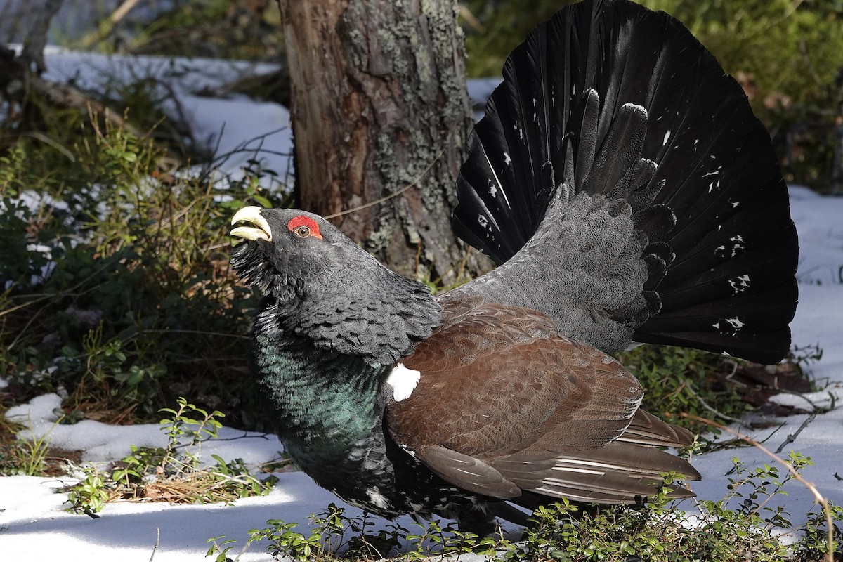 Western Capercaillie - ML554557181