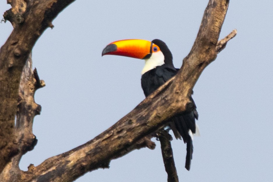 Toco Toucan - ML554558061