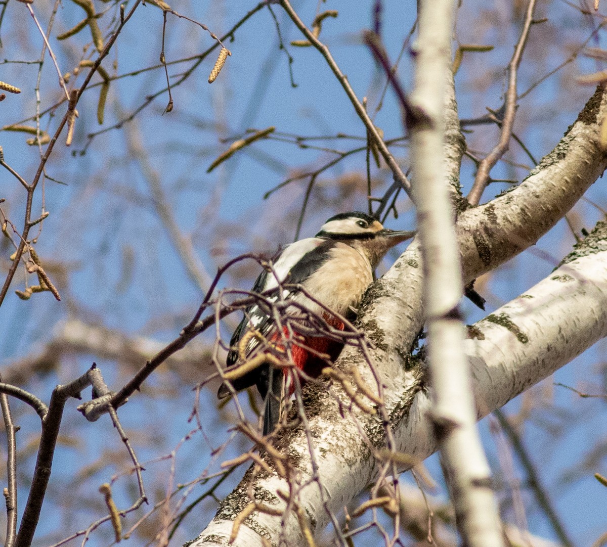 Great Spotted Woodpecker - ML554558491