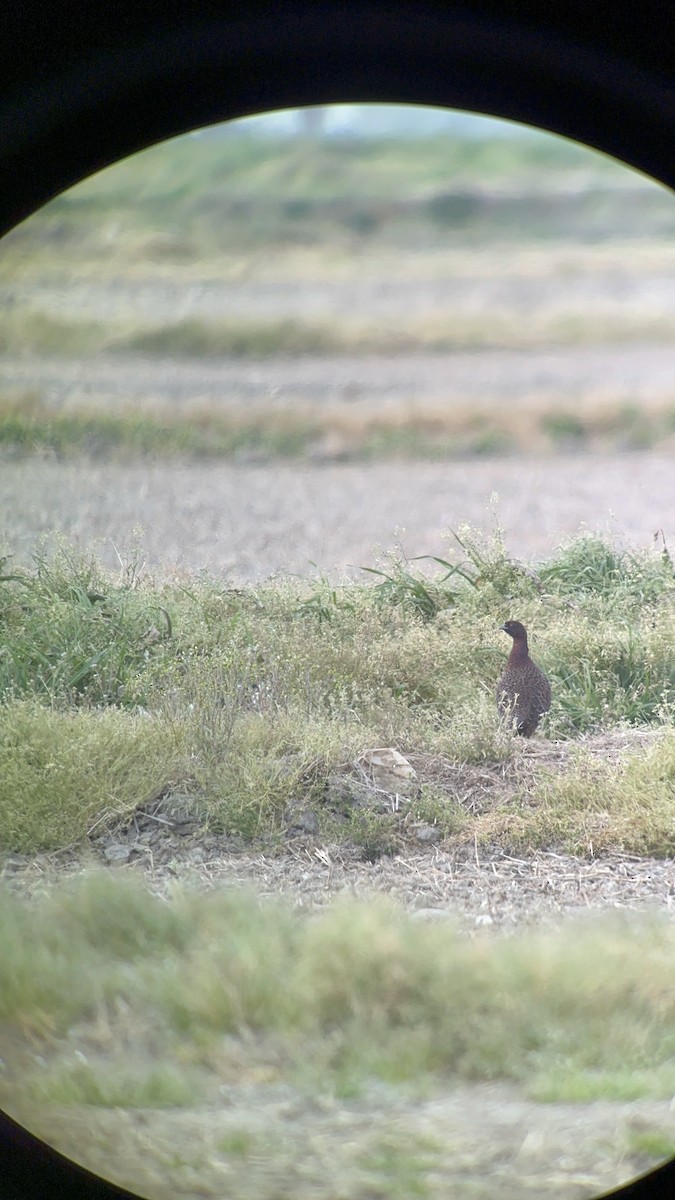 Ring-necked/Green Pheasant - ML554558941